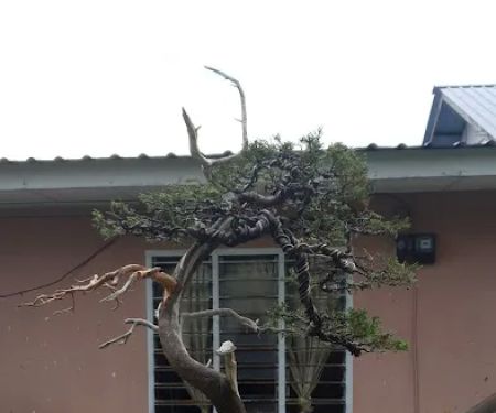 Kembar bonsai nursery