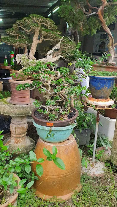 Kembar bonsai nursery Picture 4