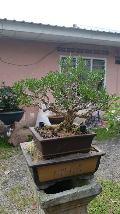 Kembar bonsai nursery Picture 7