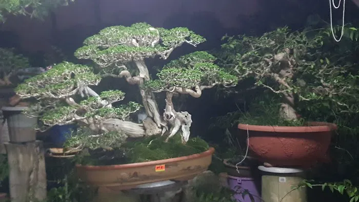 Kembar bonsai nursery Picture 5