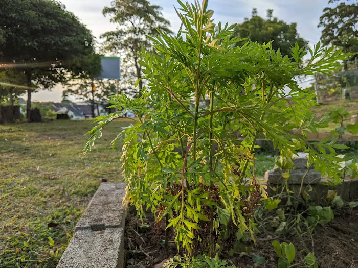 Taman Rekreasi USJ 2 Picture 1