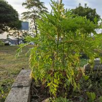 Taman Rekreasi USJ 2 ico