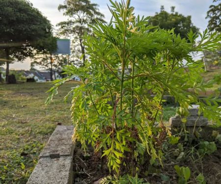 Taman Rekreasi USJ 2