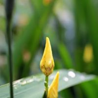 Monash University Butterfly and Urban Biodiversity Garden ico