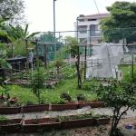 TTDI Edible Community Garden