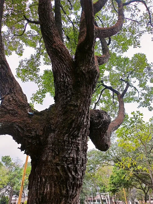 Taman Zaaba Picture 6