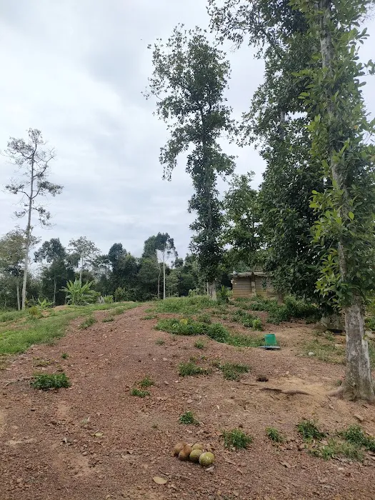 Kebun Atok Abas Picture 2