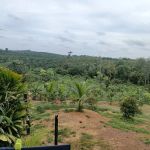 Kebun Atok Abas