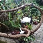 Teratak pak ajis