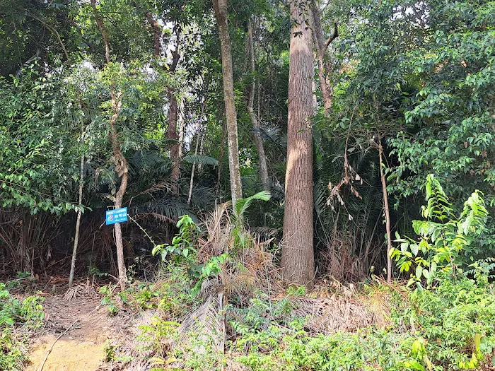 Bukit Lagong Trail Head Picture 7