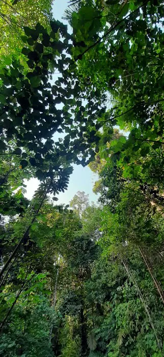 Bukit Lagong Trail Viewpoint Picture 10