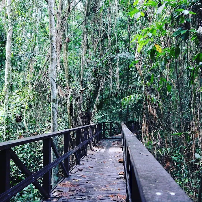 Forest Research Institute Malaysia (FRIM) Picture 7