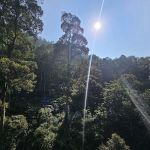 Forest Research Institute Malaysia (FRIM)