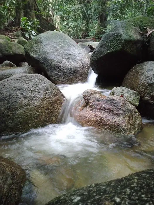 Forest Research Institute Malaysia (FRIM) Picture 5
