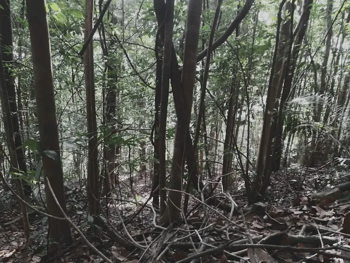 Bukit Kwong Picture 8