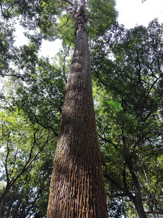 Dipterocarp Arboretum Picture 10
