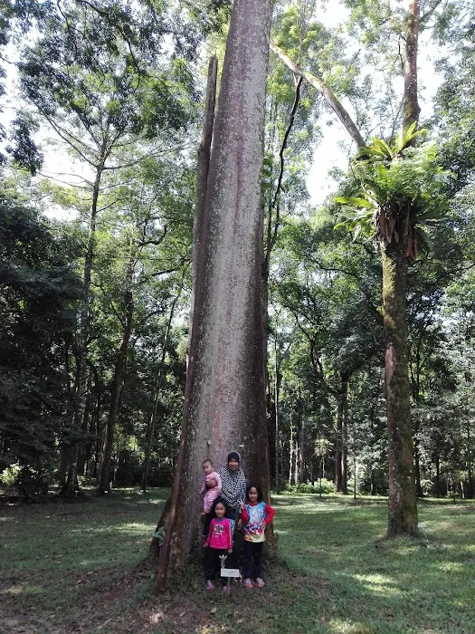 Dipterocarp Arboretum Picture 5