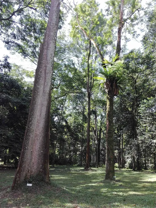 Dipterocarp Arboretum Picture 7