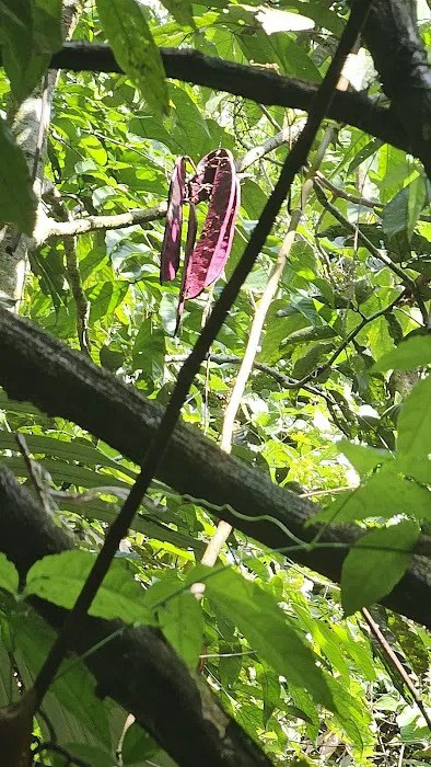 Bukit Lagong Forest Reserve Picture 4