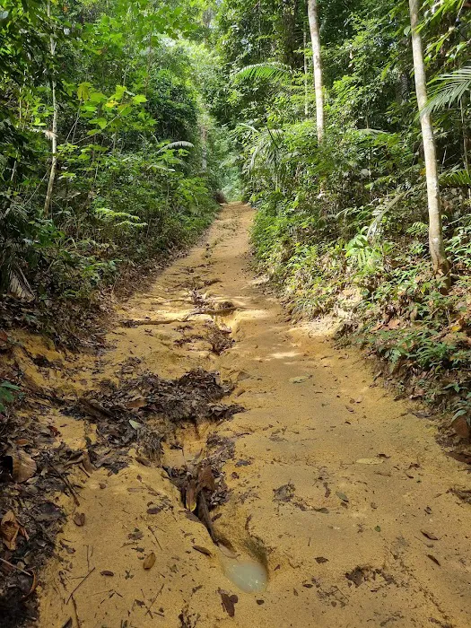 Bukit Lagong Forest Reserve Picture 10