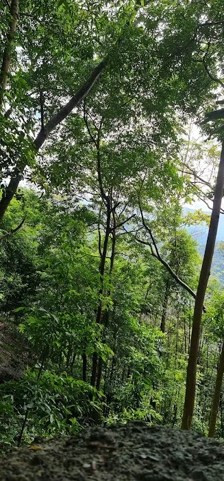 Bukit Gondol Picture 7