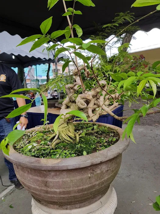 Malaysia Bonsai and Suiseki Society Picture 7