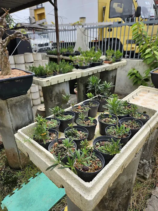 Malaysia Bonsai and Suiseki Society Picture 2
