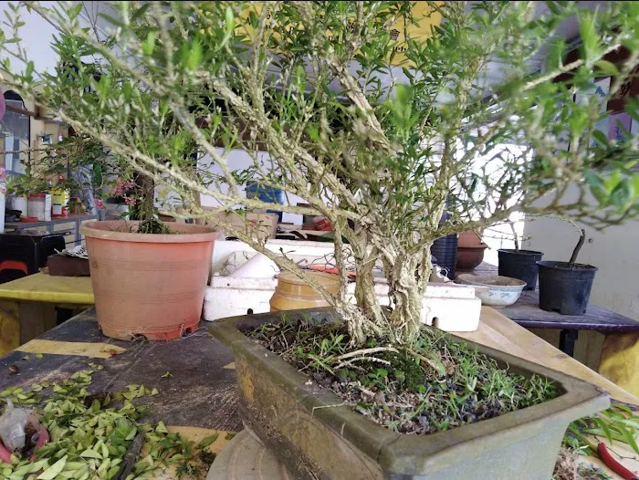 Malaysia Bonsai and Suiseki Society Picture 10