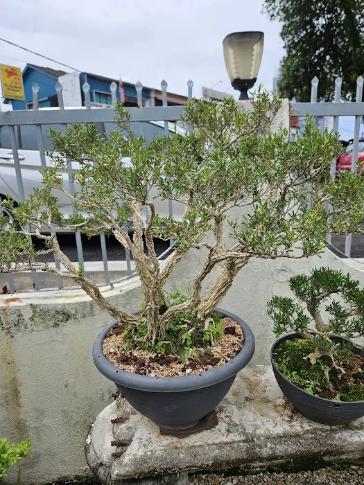 Malaysia Bonsai and Suiseki Society Picture 1