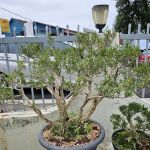 Malaysia Bonsai and Suiseki Society