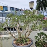 Malaysia Bonsai and Suiseki Society ico