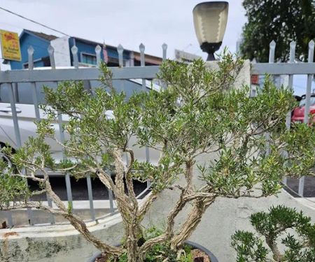 Malaysia Bonsai and Suiseki Society