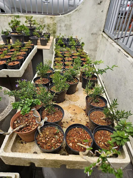Malaysia Bonsai and Suiseki Society Picture 3