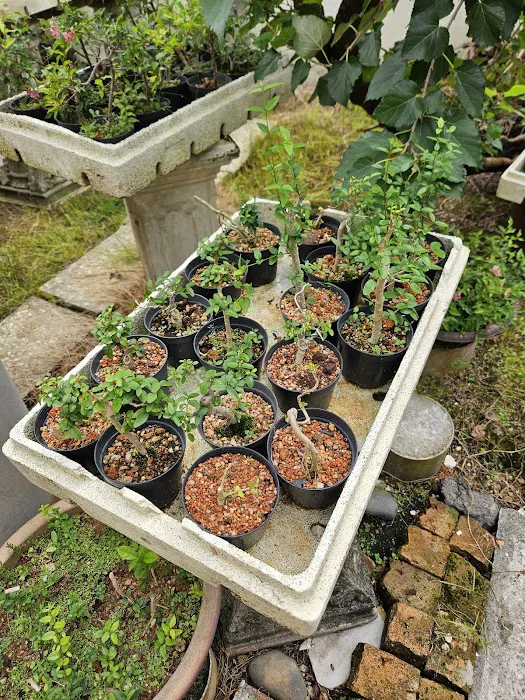 Malaysia Bonsai and Suiseki Society Picture 4