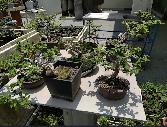 Malaysia Bonsai and Suiseki Society Picture 9