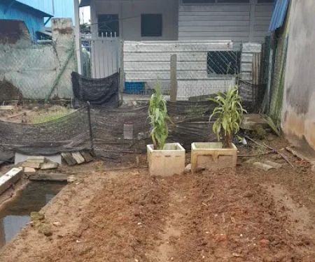 Kebun cameimei