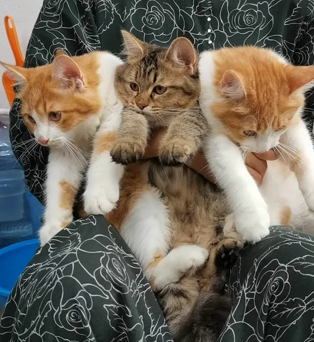Pets Direct - Klang - Pemborong Makan Kucing No 1 - Royal Canin Wholesaler Picture 5