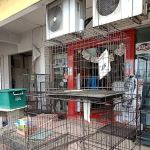 Pets Direct - Klang - Pemborong Makan Kucing No 1 - Royal Canin Wholesaler