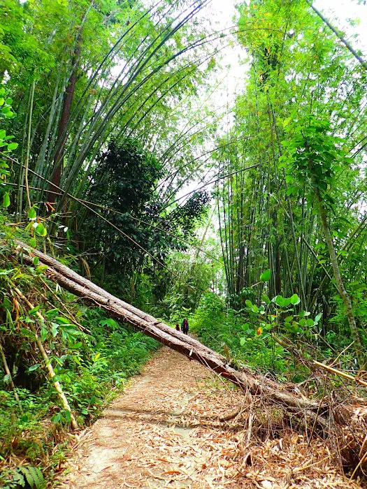 Gunung Nuang Recreational Forest Picture 3