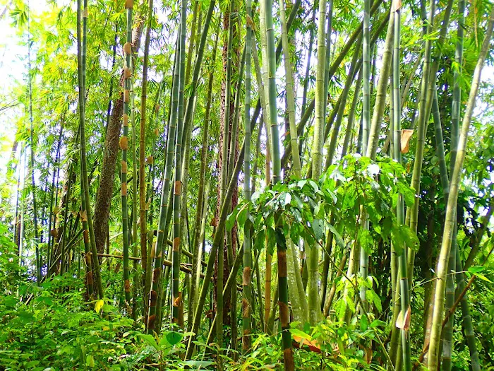 Gunung Nuang Recreational Forest Picture 7