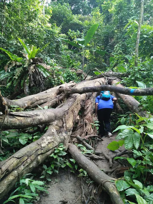 Gunung Nuang Recreational Forest Picture 6