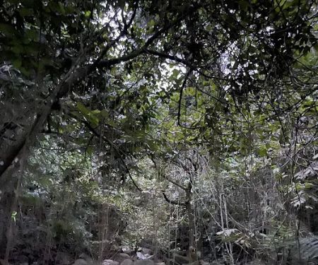 Nuang trailhead