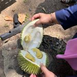 Pondok Buah Boss Campsite
