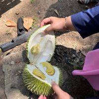 Pondok Buah Boss Campsite ico