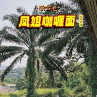 KKB Mama Curry Mee凤姐咖喱面 ico