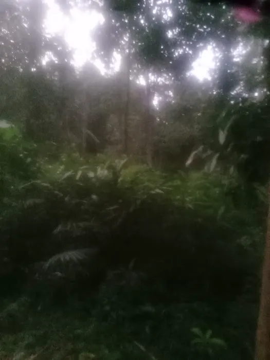Kebun Paisa Langgar Picture 1