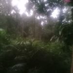Kebun Paisa Langgar