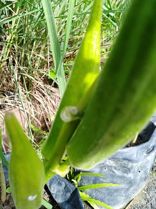 Eco Park UP4 Villa Meranti Picture 9