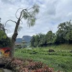 Heliconia Walk