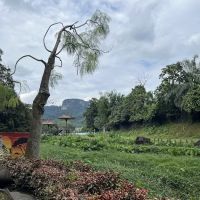 Heliconia Walk ico